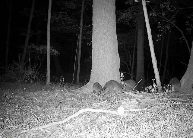 Dog Proof Trap Trigger Sleeve